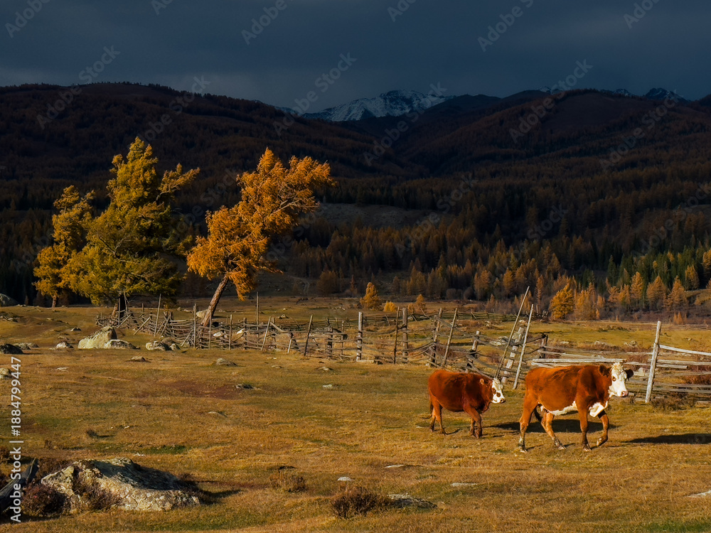 Fototapeta premium Pastoral scene Altai hills two cows grazing near wooden fence under dramatic clouds autumn light golden trees loom in the background.