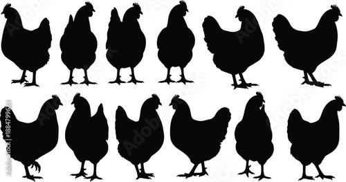 Set of twelve black chicken silhouettes in various poses, isolated on white background, ideal for farm design, poultry education, and vector illustration projects.