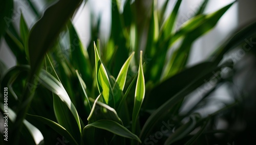 Bright Green Plant Leaves Grow in Natural Light in a Home Setting During Dayt...