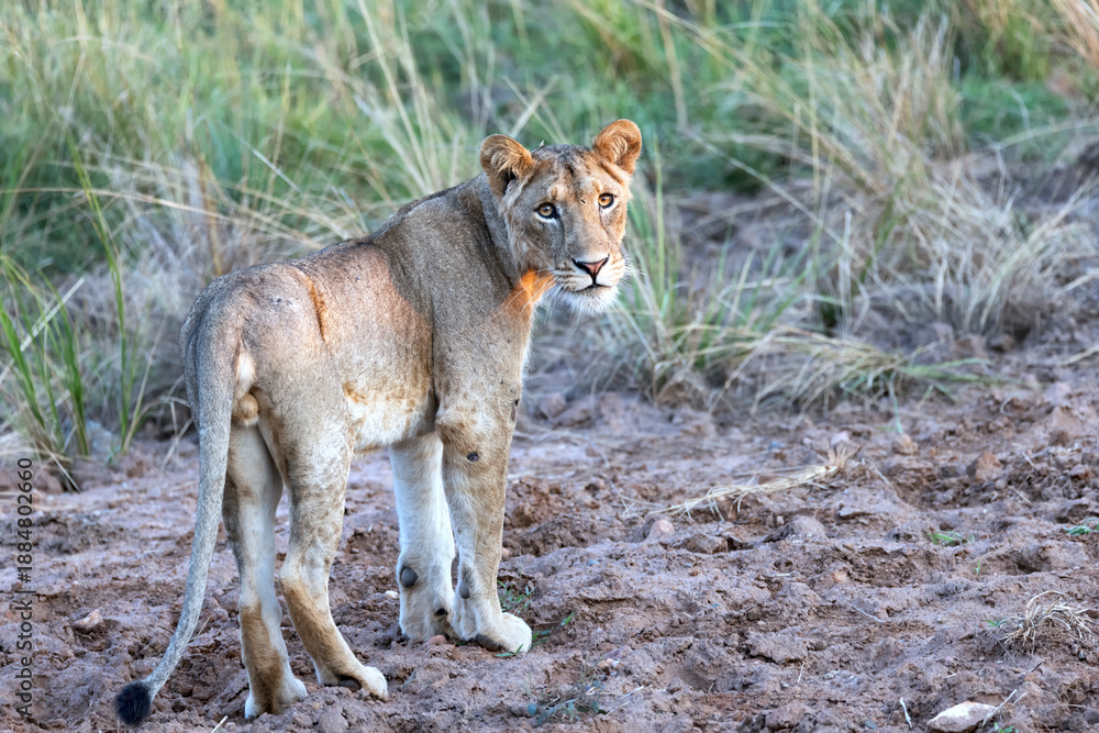 Obraz premium A majestic female lion stands with power on the African savannah in Kruger National Park, South-Africa