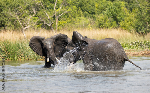 Two elephants fighting in a waterhole, in the Kruger National Park, South Africa