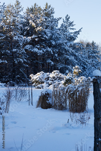 view of a field in the snow with trees and grass