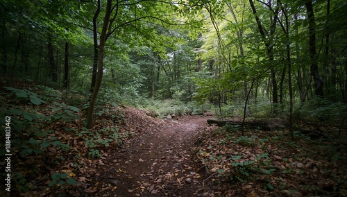 Walking Path Through a Green Forest With Trees and Foliage on a Cloudy Day