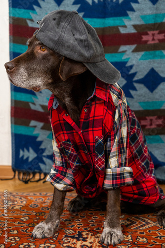 Wallpaper Mural Labrador Retriever Dog in red shirt and gray baseball cap sits on floor with sad face. animals are like people, taking care of dog. pedigreed domestic pet, posing, animal clothing. High quality photo Torontodigital.ca