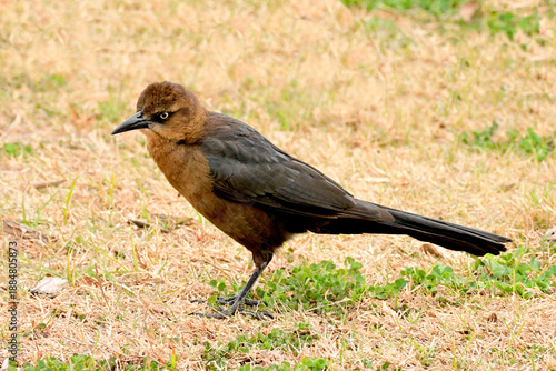 black winged blackbird