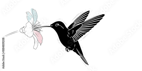 Hummingbird Hovering Nectar Nature Silhouette