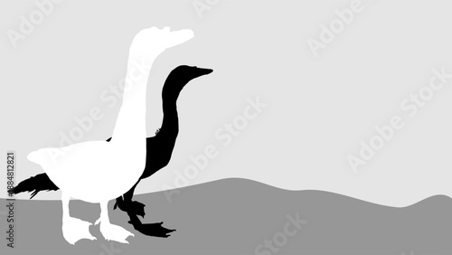 Vector illustration of a silhouette of a pair of Muscovy ducks with a gray empty space background as inspiration for visual communication design.