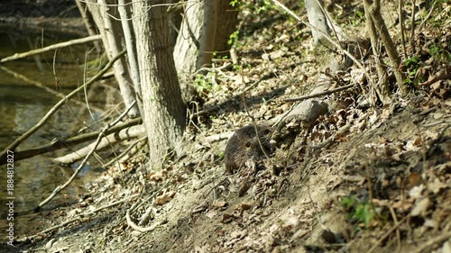 Nutria Coypu Myocastor coypus black color with wet fur and long tail, mouse-beaver water spiny rat digging soil to find food. rodent native South America. Lives in burrows of water feeds bank river