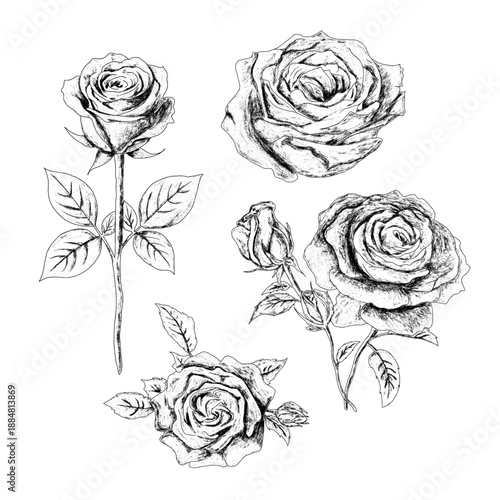 An elegant collection of dark roses emerges from a deep black background, showcasing detailed petals and leaves. The monochrome style creates a mysterious, gothic mood, symbolizing 