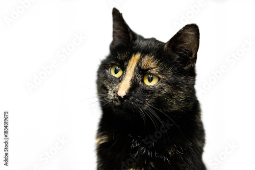 Portrait einer Schildpatt Katze