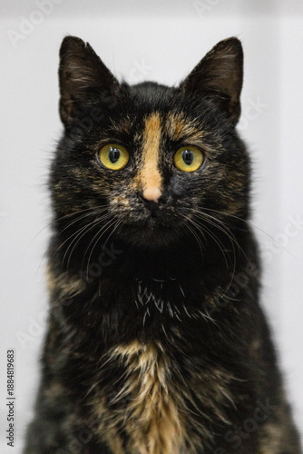 Portrait einer Schildpatt Katze