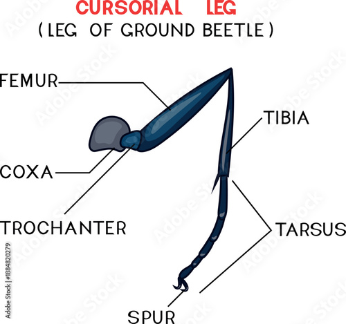 Structure of cursorial leg of ground beetle for biology lesson	