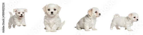 Φωτογραφία White Maltese Puppy Action Pack, Cute Fluffy Bichon Frise Poses, Sitting Running Jumping Small Breed Dog, Isolated PNG on White Background, Pet Clipart Collection