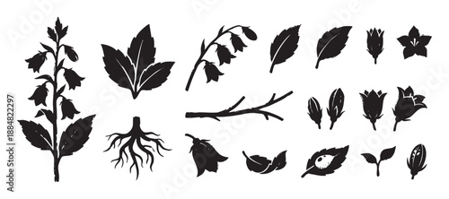 Collection of black botanical bellflower illustrations with a rustic stamp effect, showing various plant parts like flowers, leaves, stems, and roots for a natural design element