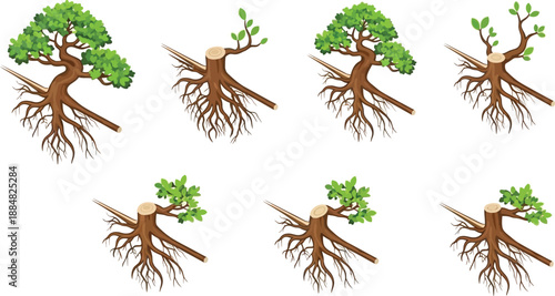 Sequence of tree growth stages illustrates the full life cycle from seedling to mature canopy and subsequent stump.