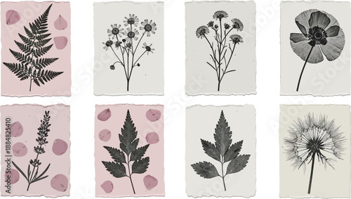 A collection of eight botanical prints features silhouettes of various pressed flowers and fern leaves on textured paper.