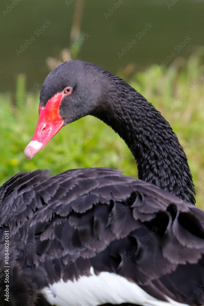 Obraz premium Close-up of a Black Swan (Cygnus atratus) highlighting its coral-red bill and vibrant orange eye against black plumage. (