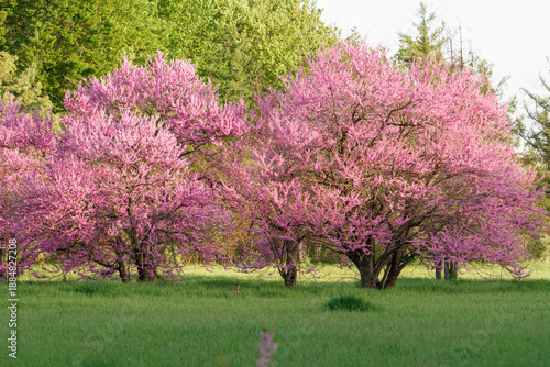 blooming redbud tree branches covered with vibrant pink flowers against a soft green blurred background. 