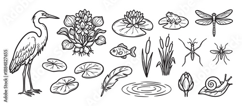 Collection of hand-drawn pond life illustrations featuring a heron, frog, dragonfly, water lily, fish, snail, and various insects in a simple black and white line art style
