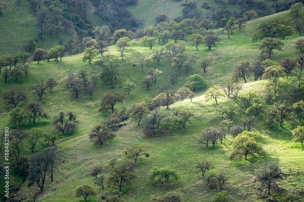 Obraz premium Spring greens in morning light. Taken from a hike in the foothills of the Caliente range