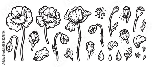 Hand-drawn poppy flower illustration set with various botanical elements like blooms, buds, seed pods, leaves, and petals in a simple black and white line art doodle style