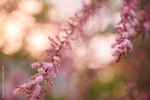 Close-up of delicate pink spring blossoms on a thin branch with a single water drop, photographed with shallow depth of field. 