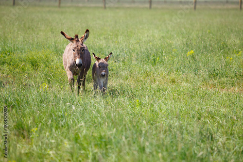 Natural outdoor scene of a mother donkey walking together with her young foal through a green meadow.