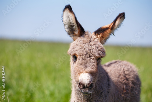 Close-up portrait of a young donkey standing in a green meadow under clear blue sky. 