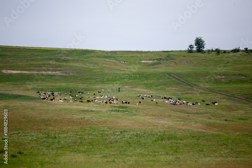 Wide landscape view of a flock of sheep grazing on rolling green hills with a shepherd in the distance.
