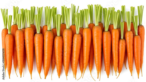 A fresh bunch of organic orange carrots with green leaves is isolated on a white background, providing a healthy raw vegetable ingredient for a nutritious vegetarian diet