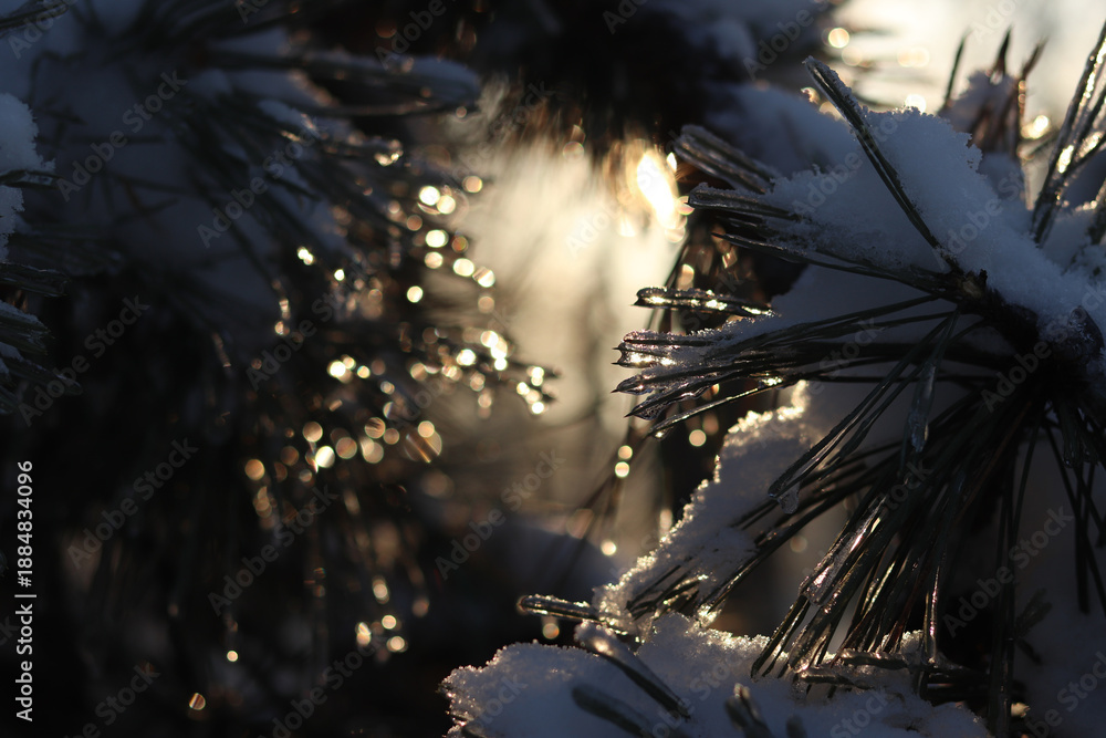 Fototapeta premium The rays of the setting sun shine through the branches of a fir tree or pine tree covered with snow and ice. Needles on the branches of a coniferous plant covered with ice, selective focus. Winter