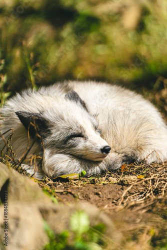眠っているプラチナキツネ