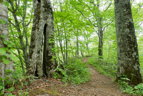 Wallpaper Mural 北海道森の風景天然記念物歌才ブナ林 Torontodigital.ca