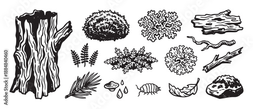 Hand-drawn forest elements illustration set with a tree stump, moss, lichen, twigs, and a woodlouse in a monochrome, vintage engraving style for nature-themed design