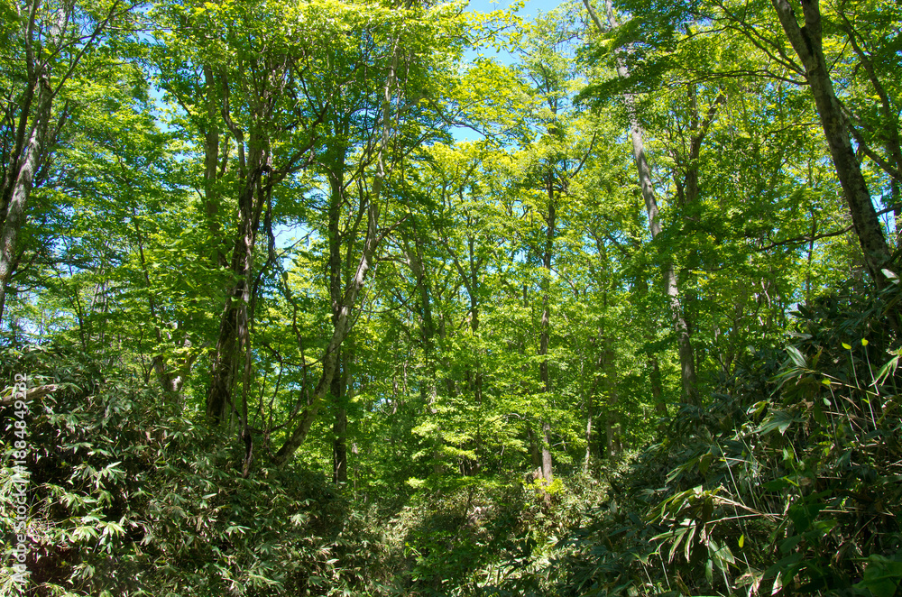 Fototapeta premium 森の風景撮影地北海道 天然記念物歌才ブナ林