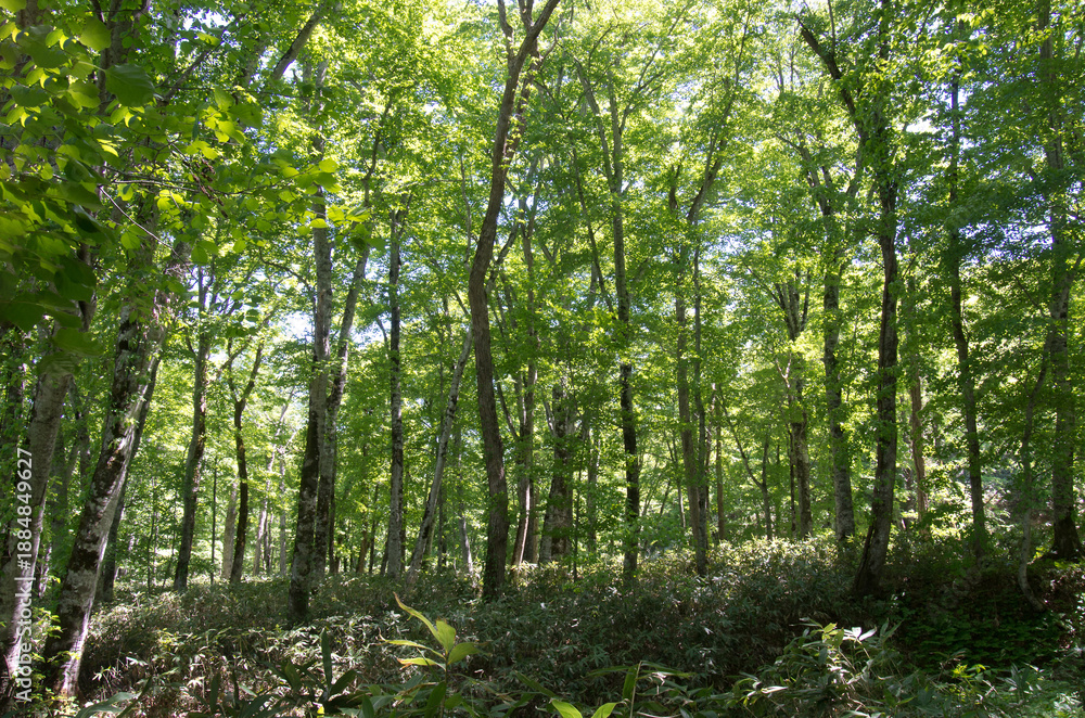 Obraz premium 森の風景撮影地北海道 天然記念物歌才ブナ林