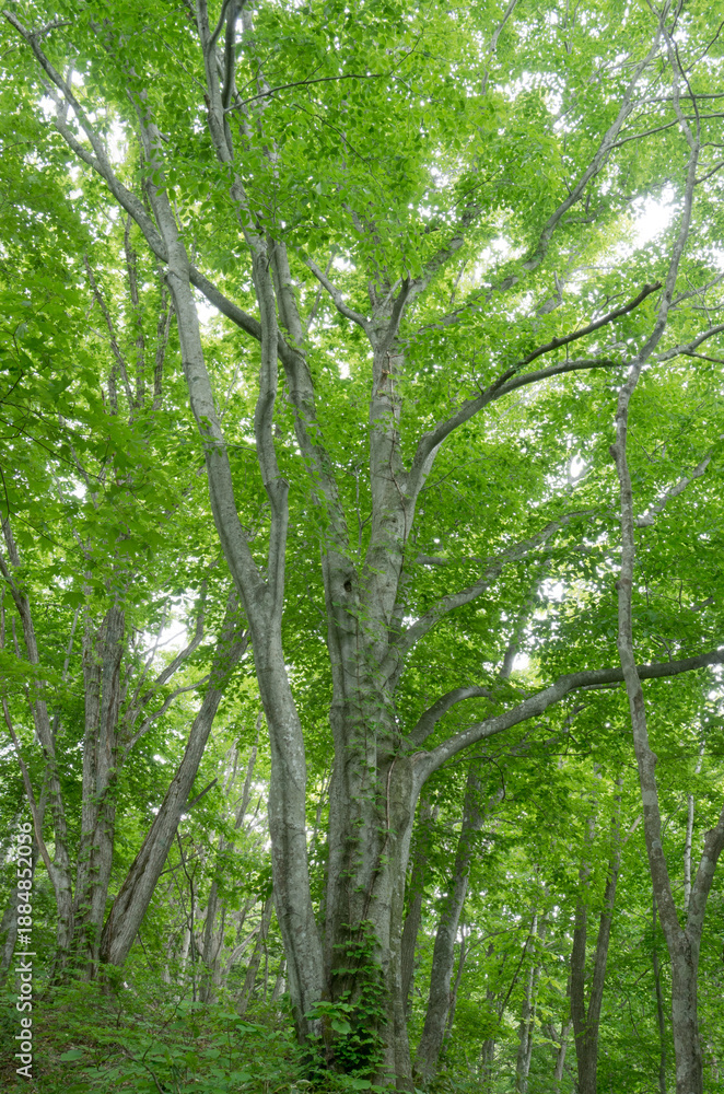 Obraz premium 森の風景撮影地北海道 天然記念物歌才ブナ林