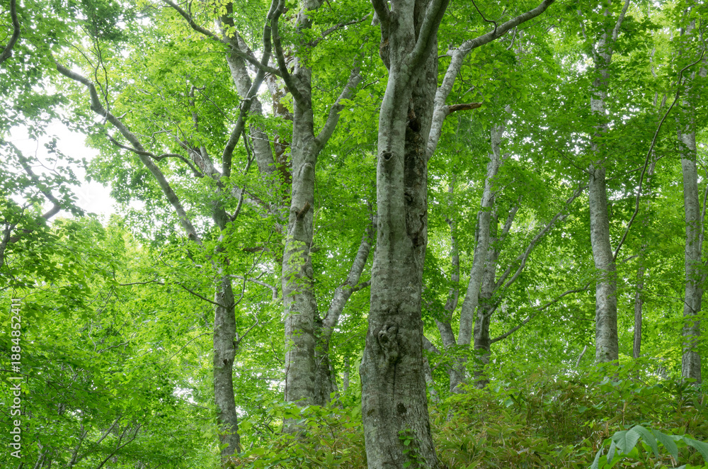 Obraz premium 森の風景撮影地北海道 天然記念物歌才ブナ林