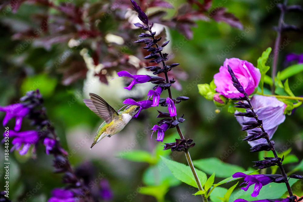 Fototapeta premium humming bird