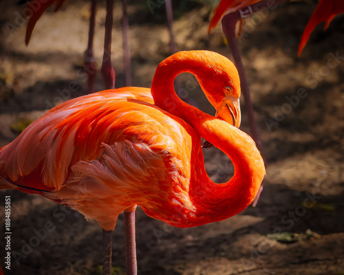 A flamingo is standing in the dirt with its head down