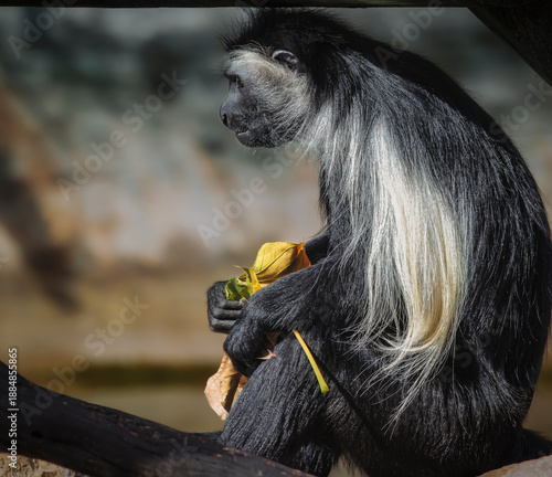 A monkey is sitting on a branch holding a leaf