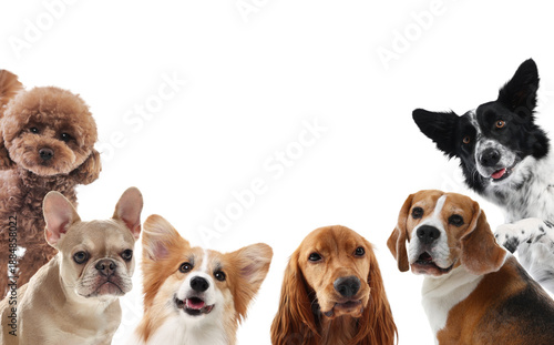 Cute dogs of different breeds isolated on white © New Africa