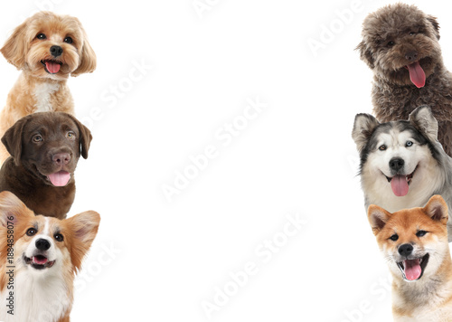 Cute dogs of different breeds isolated on white © New Africa