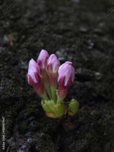 桜のつぼみ (ソメイヨシノ)