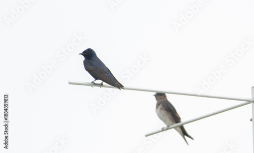 Purple Martin