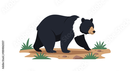 A black bear with a white chest marking walking in a natural outdoor environment with sparse grass.