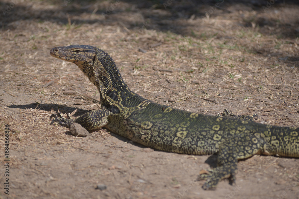 Fototapeta premium Asian Common Water Monitor Standing on grass. Portrait of asian Common Water Monitor lizard (Varanus salvator) in Lumphini Park, Bangkok capital city , Thailand.