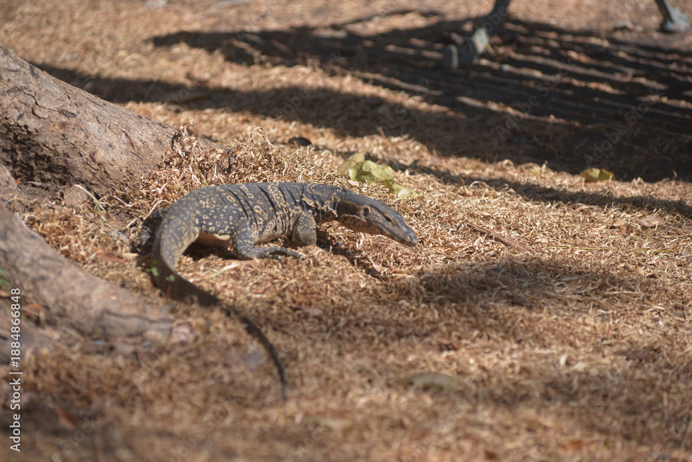 Obraz premium Asian Common Water Monitor Standing on grass. Portrait of asian Common Water Monitor lizard (Varanus salvator) in Lumphini Park, Bangkok capital city , Thailand.