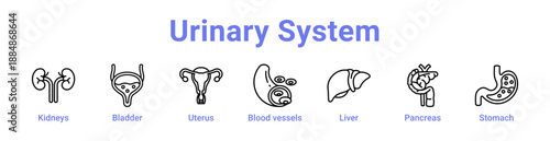 Urinary System Icon Banner and Collection