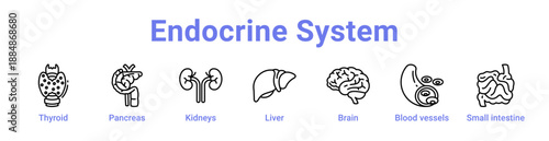 Endocrine System Icon Banner and Collection